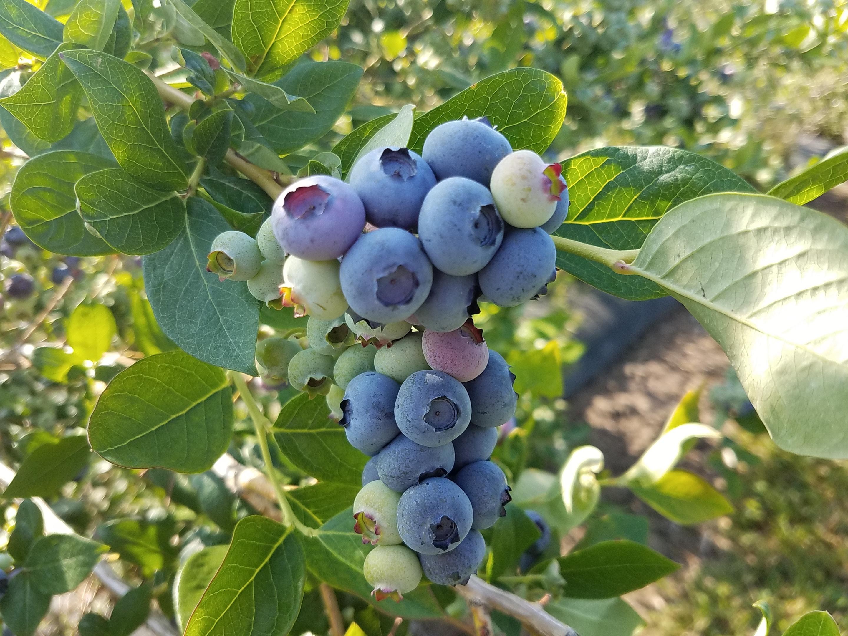 Duke blueberries
